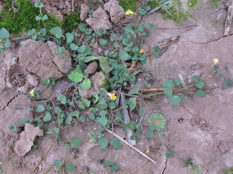 el habito de Mimulus dentilobus